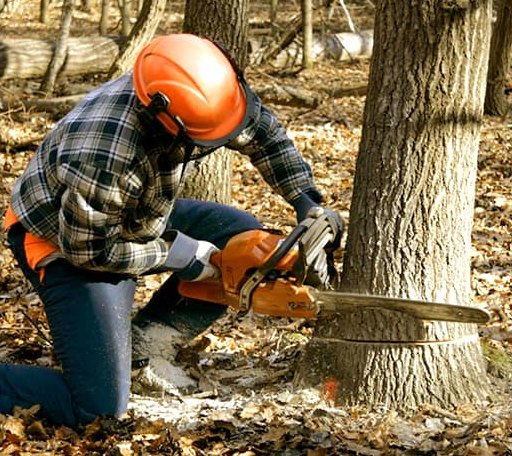 Tree Removal in Faxon, OK